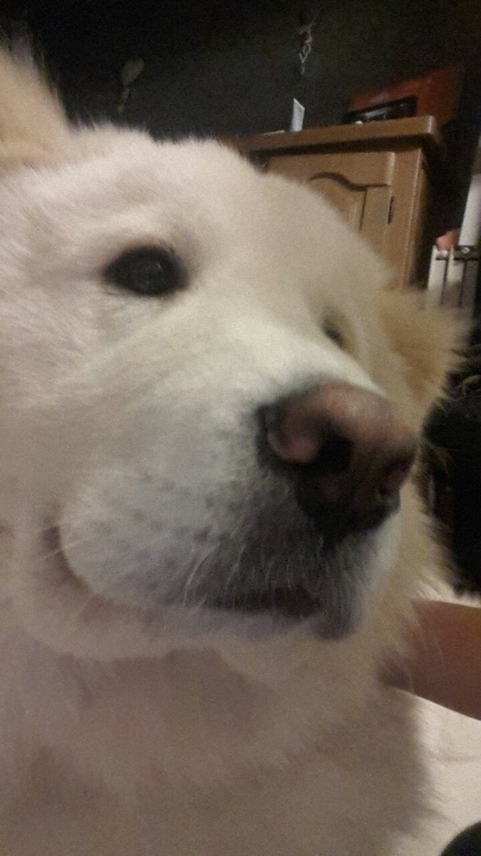 frombitenotdead's tweet photo. @BeggingWiIk My big/little baby and teddybear Aiko, he was abused as a puppy but now he's superspoiled and honestly the best thing that's ever happened to me https://t.co/FCJd4hJZ4K