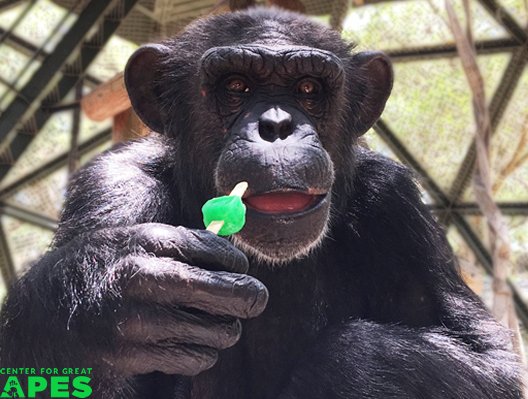 #ApeSpotlight Angel is enjoying #NationalFrozenFoodDay with a Popsicle enrichment! #March #Chimpanzees #greatapes #SanctuaryLife