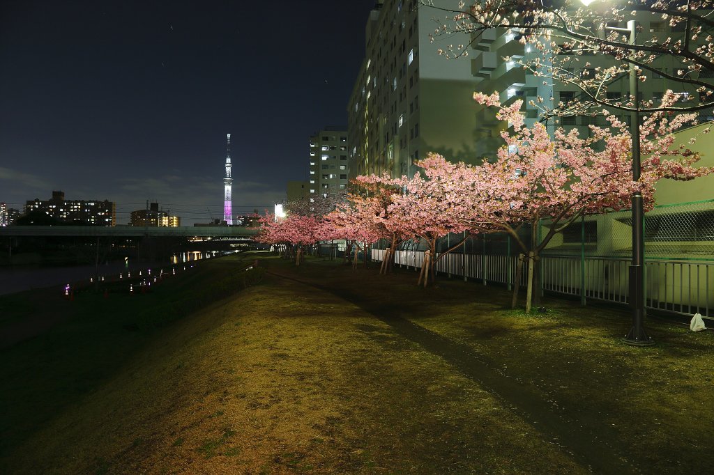 夜景 ライトアップ イルミネーション情報 Twitter પર 河津桜 旧中川沿いの河津桜並木 Jr総武本線 平井駅 徒歩13分 東京スカイツリーと河津桜のコラボが撮影できます ふれあい橋もこの時期はピンクのライトアップです 現在見頃です 満開の木と満開少し前の 夜景 ライトアップ イルミネーション情報 Twitter પર 河津桜 旧中川沿いの河津桜並木 Jr総武本線 平井駅 徒歩13分 東京スカイツリーと河津桜のコラボが撮影できます ふれあい橋もこの時期はピンクのライトアップです 現在見頃です 満開の木と満開少し前の