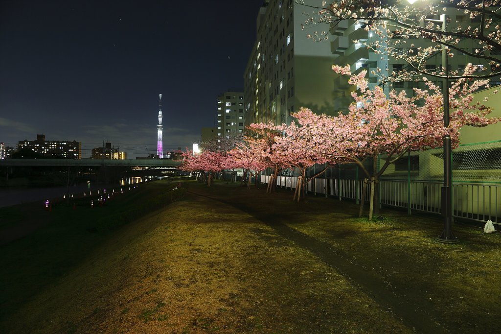 夜景 ライトアップ イルミネーション情報 Twitter પર 河津桜 旧中川沿いの河津桜並木 Jr総武本線 平井駅 徒歩13分 東京スカイツリーと河津桜のコラボが撮影できます ふれあい橋もこの時期はピンクのライトアップです 現在見頃です 満開の木と満開少し前の