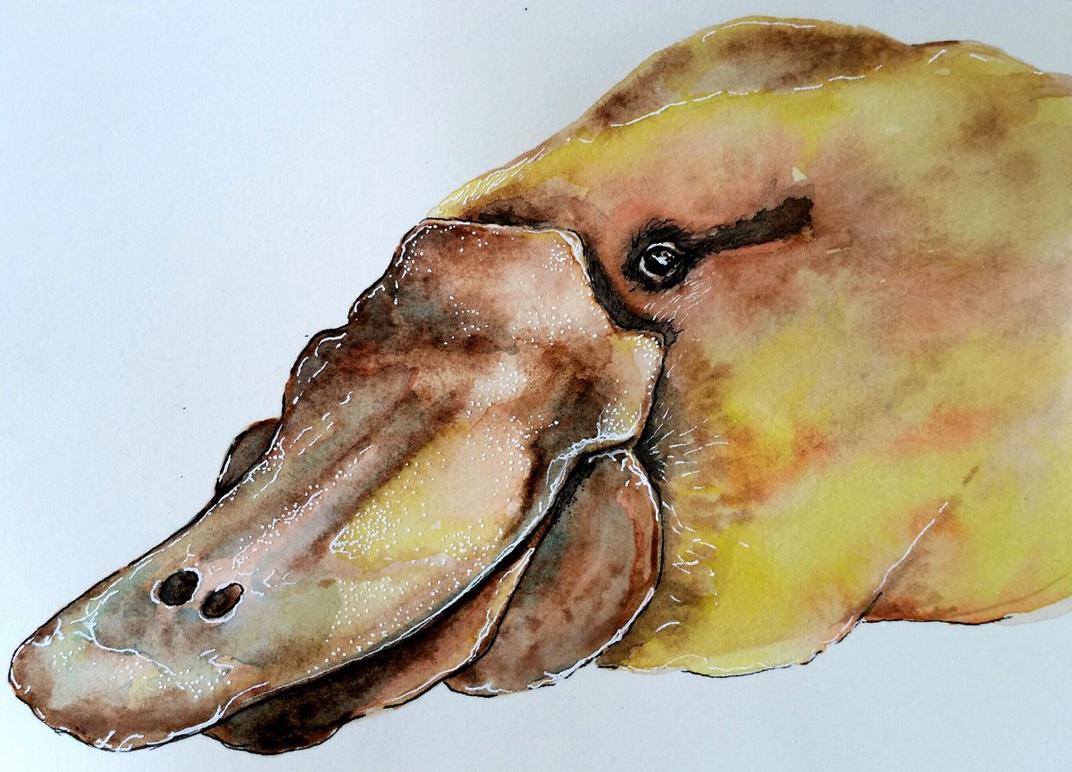 JintyandRayne's tweet photo. #art #adelaide #australia #handmadeadelaide #watercolours #bleedingpaint #ink #platypus #australianwildlife https://t.co/BelZFsveOn