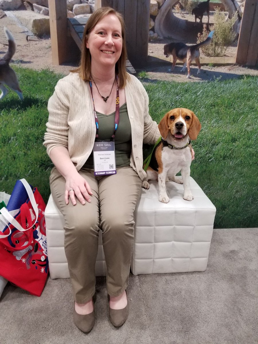 vettechdlove's tweet photo. Norman the Beagle  #WVC2018 #WVC90 https://t.co/vzPzUe3YYU