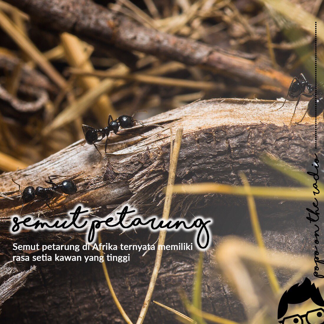 Spesies semut ini punya kebiasaan unik, Pols. Kalau ada temennya yang cedera pasti langsung diselametin dan dijilatin lukanya biar sembuh. Dan tindakan para semut ini mengurangi jumlah korban jiwa semut-semut ini sebanyak 70%.

#POTR #GaraGaraPopo