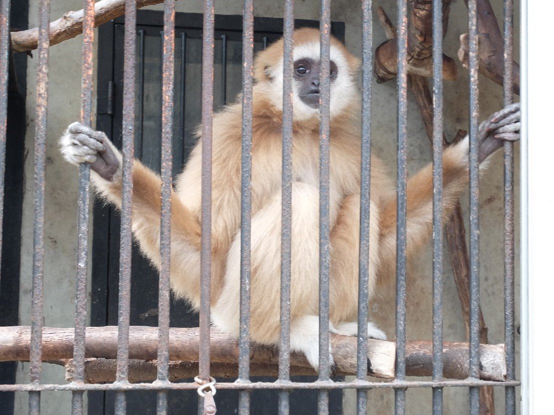 はちべえ 14時頃からシロテテナガザルのももちゃんと園長の園内お散歩 お客さんにも身繕いしてもらってました お兄ちゃんやお母ちゃんにもあいさつに 霊長類であるということ 国際的にはギボンと呼ばれる ということなどを教わりました シロテ
