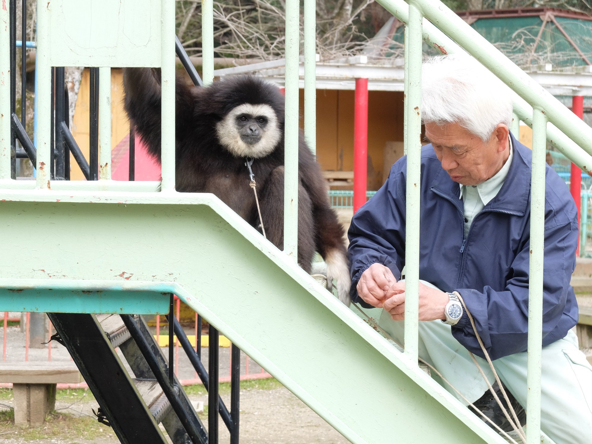 はちべえ 14時頃からシロテテナガザルのももちゃんと園長の園内お散歩 お客さんにも身繕いしてもらってました お兄ちゃんやお母ちゃんにもあいさつに 霊長類であるということ 国際的にはギボンと呼ばれる ということなどを教わりました シロテ