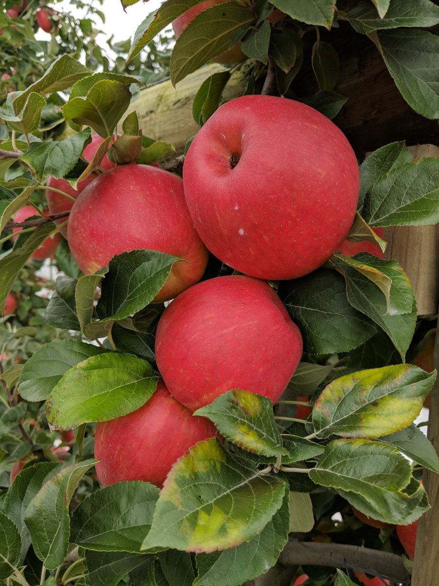 jmcextman's tweet photo. Honeycrisp at M A Orchards near Timaru https://t.co/NUg63h18r6