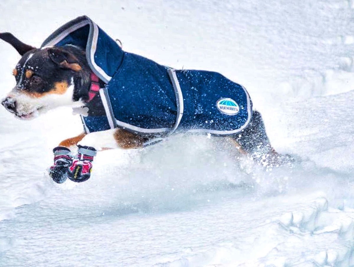 MyBusyDog's tweet photo. Sprinting through the snow in style! We are supposed to get more snow this week in MA too! Come on Spring flowers!
...
📸Reposting @majestic.mara https://t.co/6qFzlL0i6r