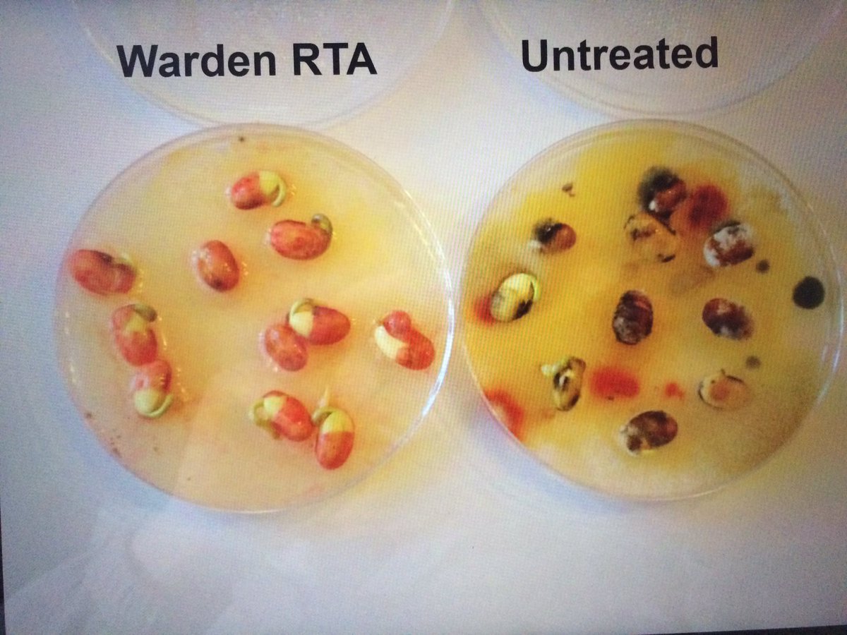 CROPLANseed's tweet photo. Demo showing protection from agar culture of Pythium. This disease most active under cool, wet conditions, early planting or no-till. Can kill emerged plants, stunt growth and root development https://t.co/OeEcbOjQ3q