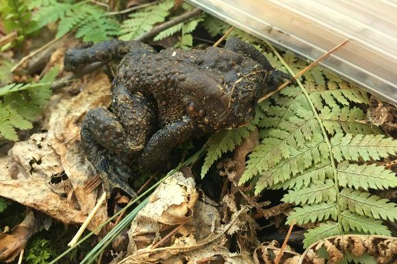 HookerJimh's tweet photo. Faceless Toad Discovered in Forest in Connecticut https://t.co/EqtqTR2MQJ https://t.co/SR5mjd8VZ8