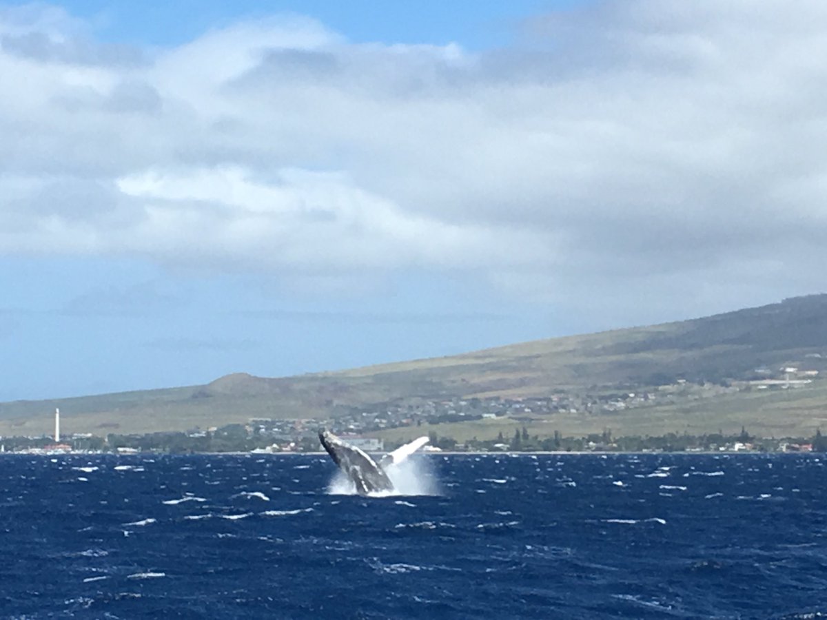 What an amazing day out on the water! 🐳 #WhaleWatch #PacificWhaleFoundation #DiamondResorts #EventsOfALifetime #HawaiiStyle