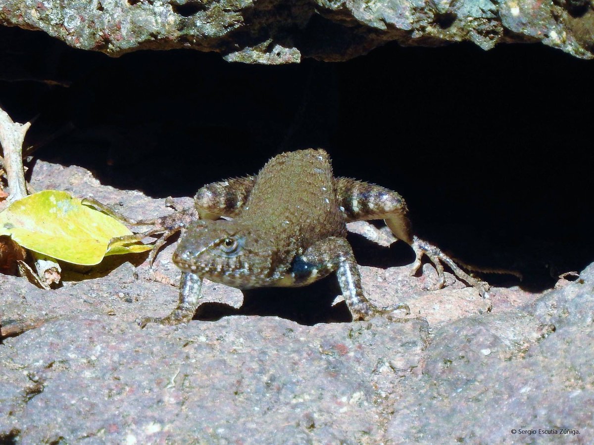 Palomascacaxtla's tweet photo. Lagartija espinosa de panza azul (Sceloporus nelsoni) 
© Sergio Escutia Zúñiga. https://t.co/A0BFkA5tfC