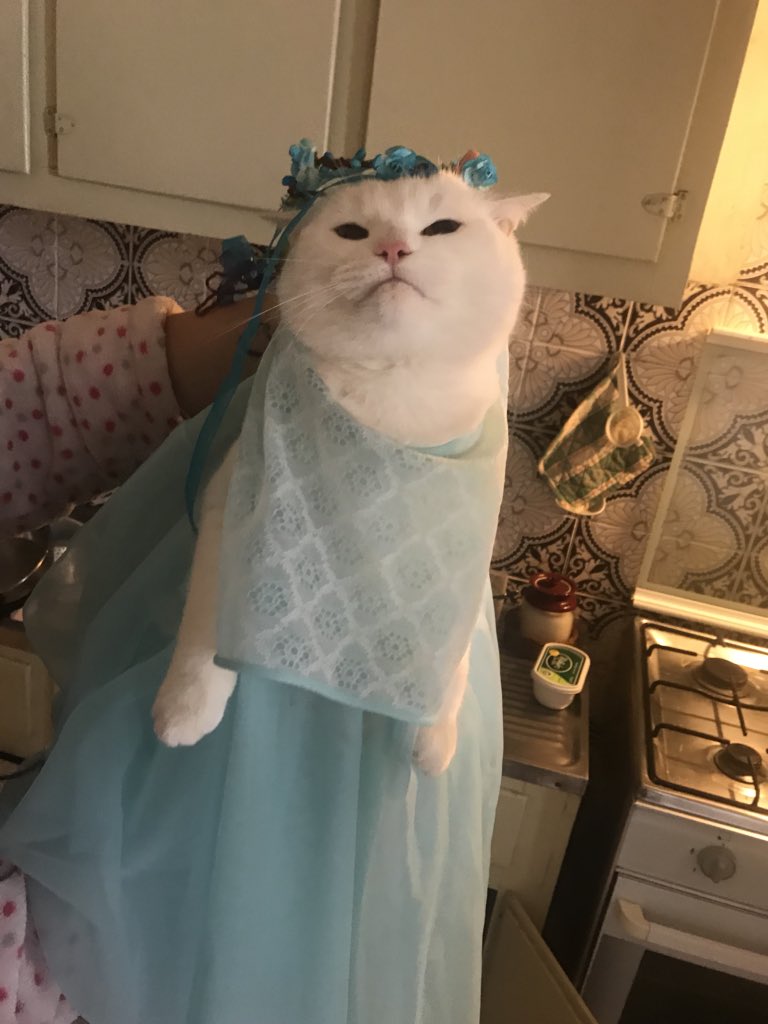 Isto é o que as minhas amigas fazem à minha gatinha... Realmente ela é uma princesa mas não era preciso, tadinha :(
