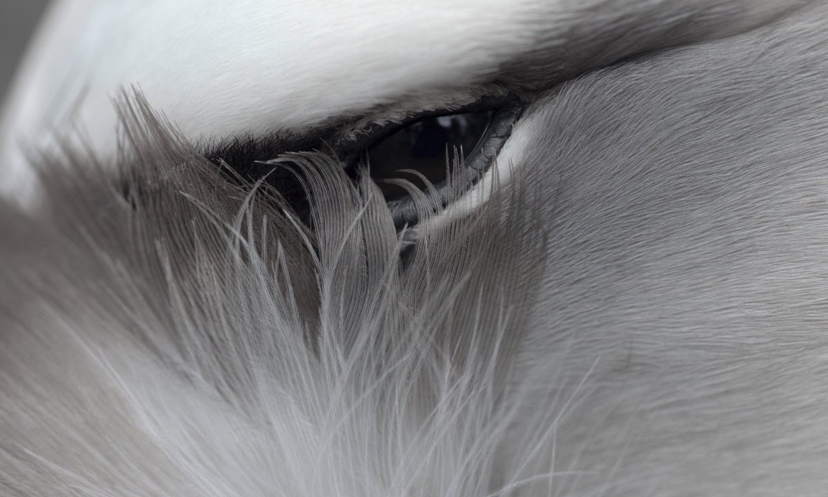 ianhinkle's tweet image. Friends in #SFO: "Albatross" screens this weekend at @oceanfilmfest ! And it is a great film festival too.
 intloceanfilmfest.org
#SanFrancisco #ocean #plastics