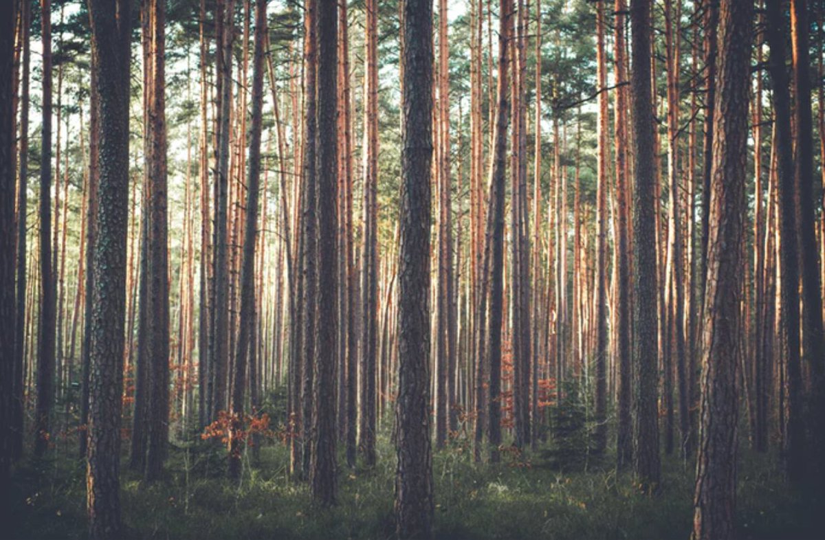 AmericanForests's tweet image. Urgency on climate action, emerging tech and new business models are creating opportunities to restore forests and farmland ow.ly/cM4V30iMDzL