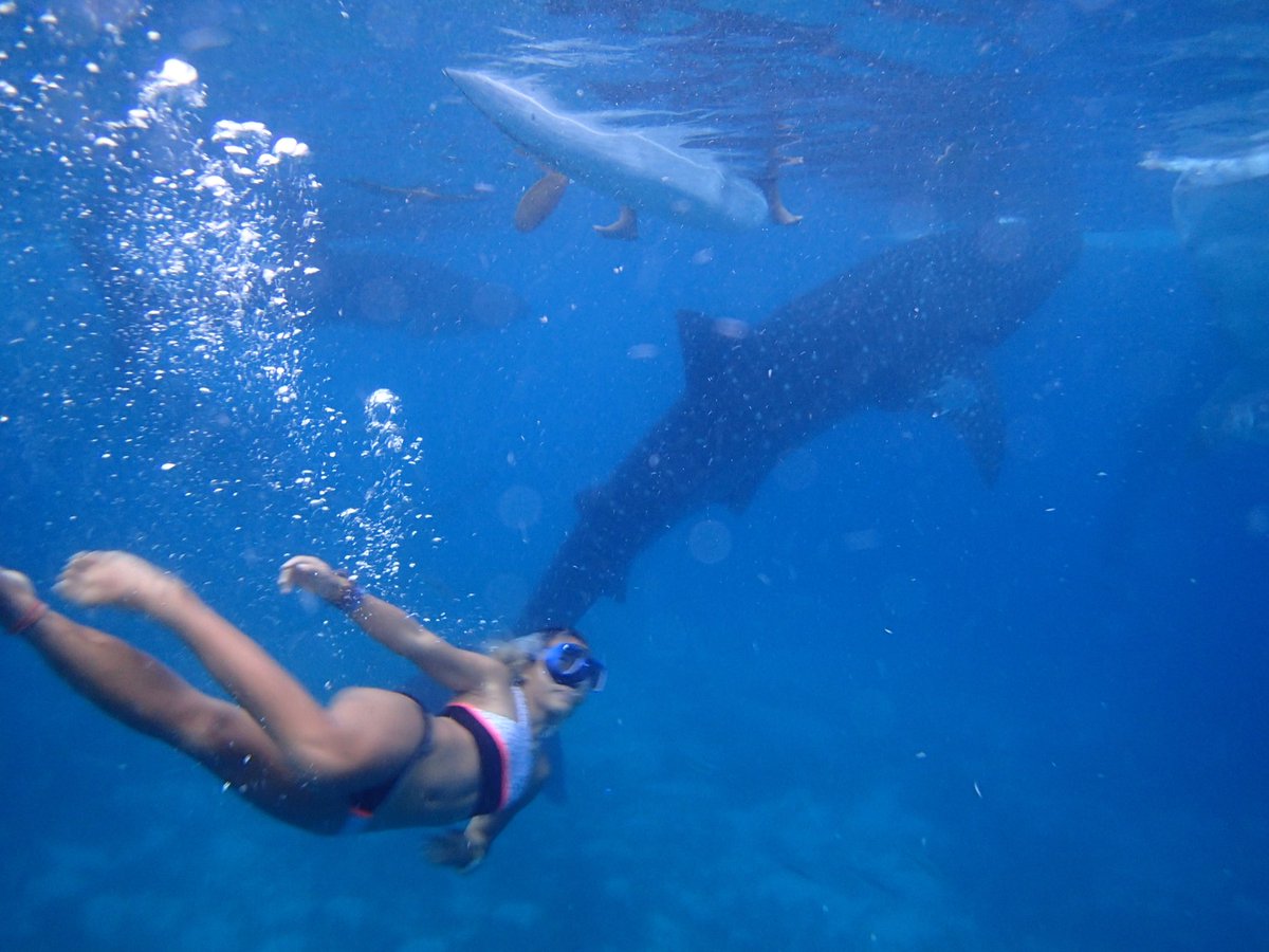 PetiteonBoard's tweet photo. Sea, Sand and Sun. #cebu with the marine animals #wildlife #philippines https://t.co/D5z0KuWaXV