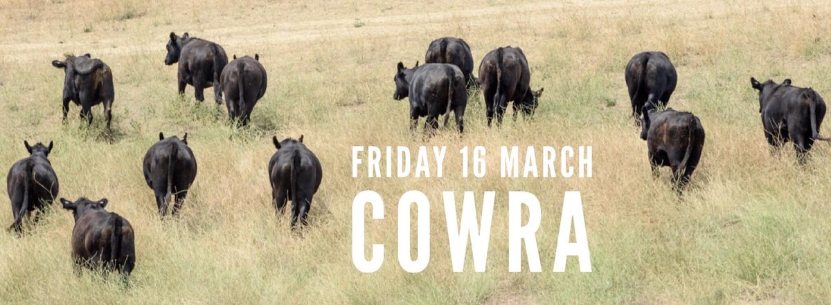 CTablelandsLLS's tweet photo. If you're a #cattle producer, don't miss this one! FREE 'Talking Beef' field day Friday 16 March in #Cowra. Speakers inc @TeysAustralia &amp; more. RSVP now! Details > https://t.co/z7YYe96WCW  #ctlls @CentralWestLLS @CowraGuardian @CowraNews https://t.co/oK3D7SSwmx