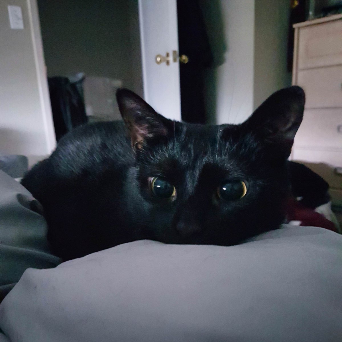 LuvKittensDaily's tweet photo. "Woke up today to her just staring me down purring." https://t.co/qYilyF0zWC