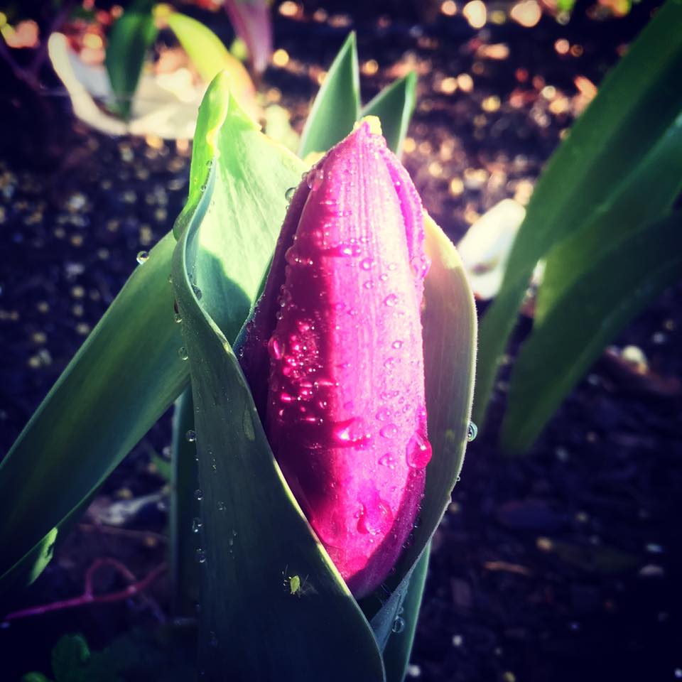 FEM_Talks's tweet image. The Honor of Living Her unabashedlyfemale.com/2018/03/06/hon… #Authenticity #Embodiment #FemaleDesign