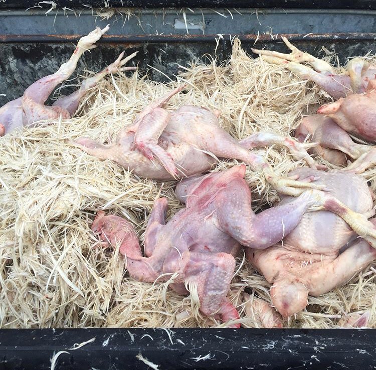 This is what we found within seconds of entering a poultry slaughterhouse in East London 💔

<a href="/EastLondonSave/">EastLondonSave</a> 

#vegan