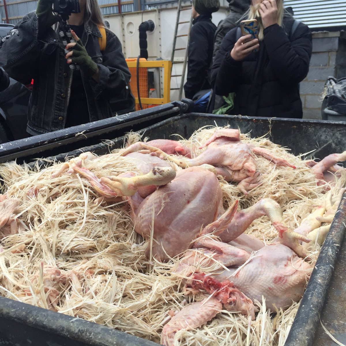 animalsavemvmt's tweet photo. This is what we found within seconds of entering a poultry slaughterhouse in East London 💔

@EastLondonSave 

#vegan https://t.co/lbXU7cemuS
