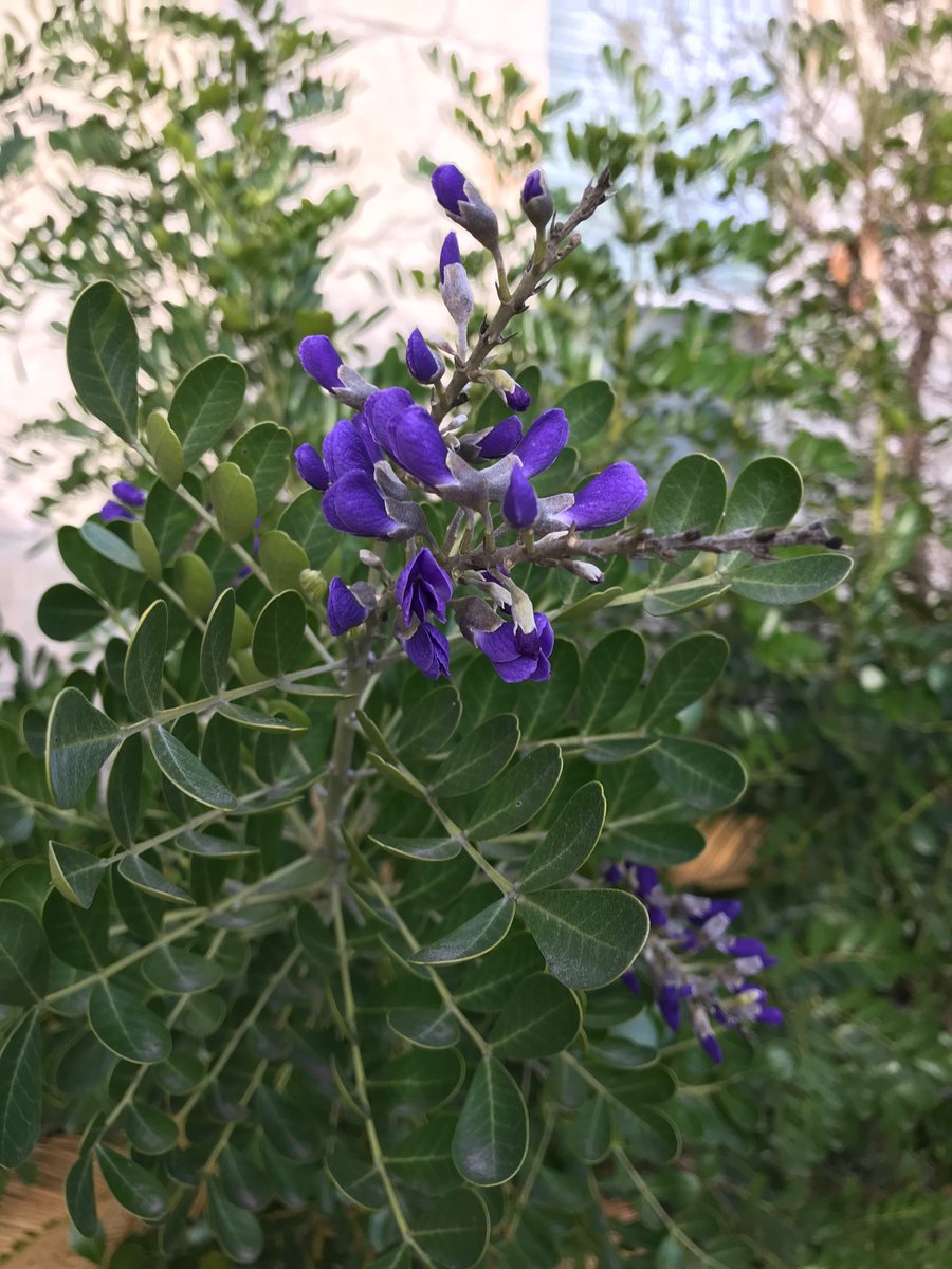 MackyBradley's tweet photo. Even the purple flowers bloomed today for Layla!
#HappyBirthdayLayla #PurpleOutForLayla #LoveForLayla #TarletonFamily @TarletonWaco @tarletonstudent @tarletonstate @TSUGlobalCampus @EY_23_ #MullMilitia @ProfMull https://t.co/nSfFxTAtK1