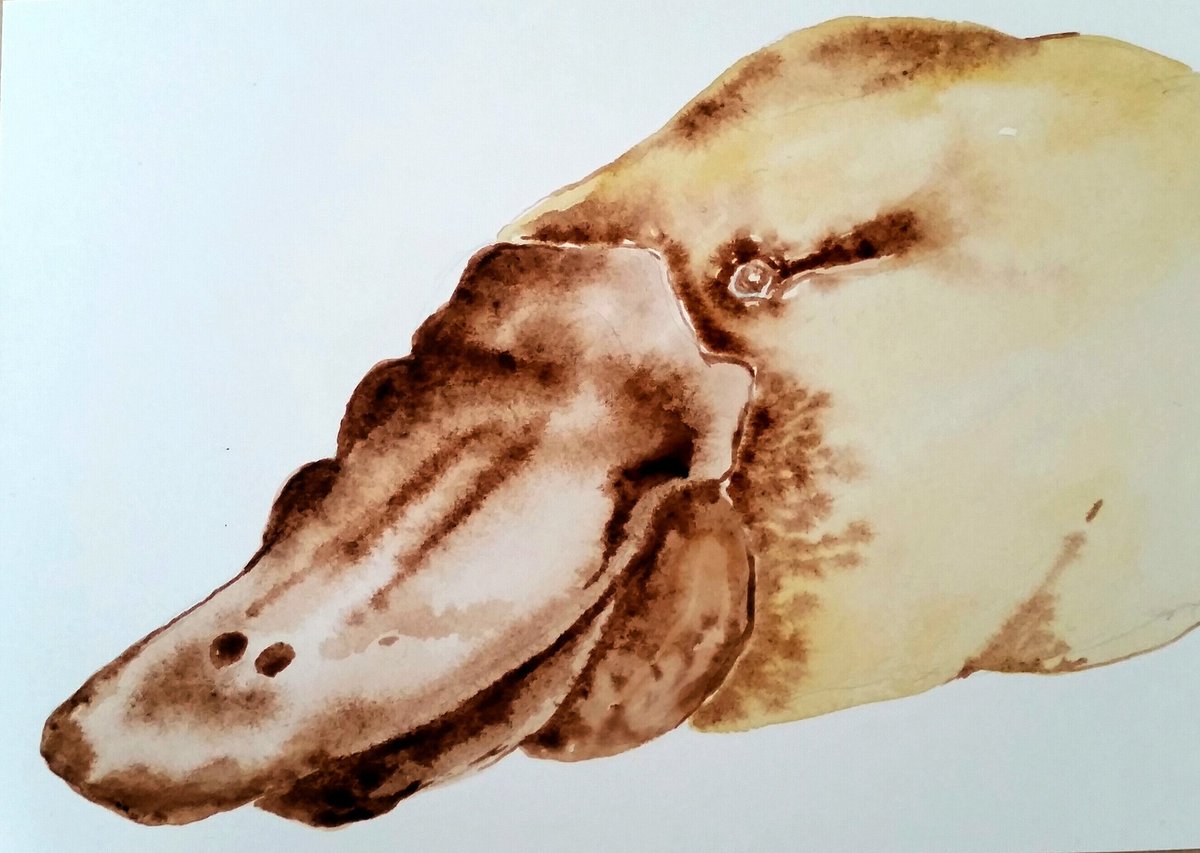 JintyandRayne's tweet photo. Just started #art #adelaide #australia #handmadeadelaide #watercolours #bleedingpaint #platypus #australianwildlife https://t.co/yztiIaplSs