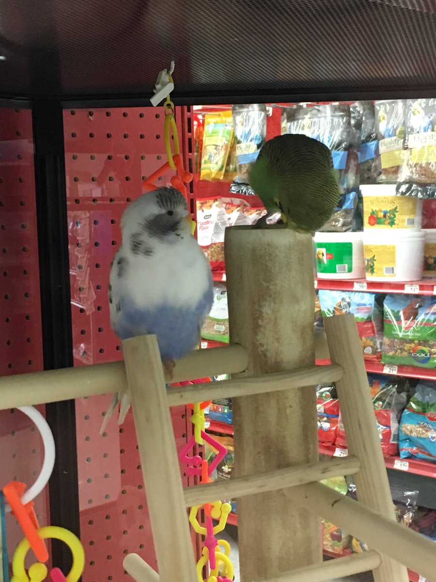 QueenOfTheSalt's tweet photo. @atisutori I was at the pet store today and found Chewy hanging out with some new birbs #abudgieslife https://t.co/JXrzSsdVBF