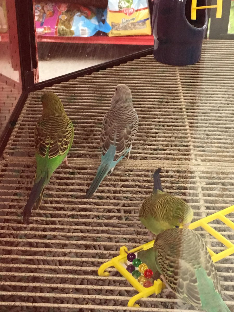 QueenOfTheSalt's tweet photo. @atisutori I was at the pet store today and found Chewy hanging out with some new birbs #abudgieslife https://t.co/JXrzSsdVBF