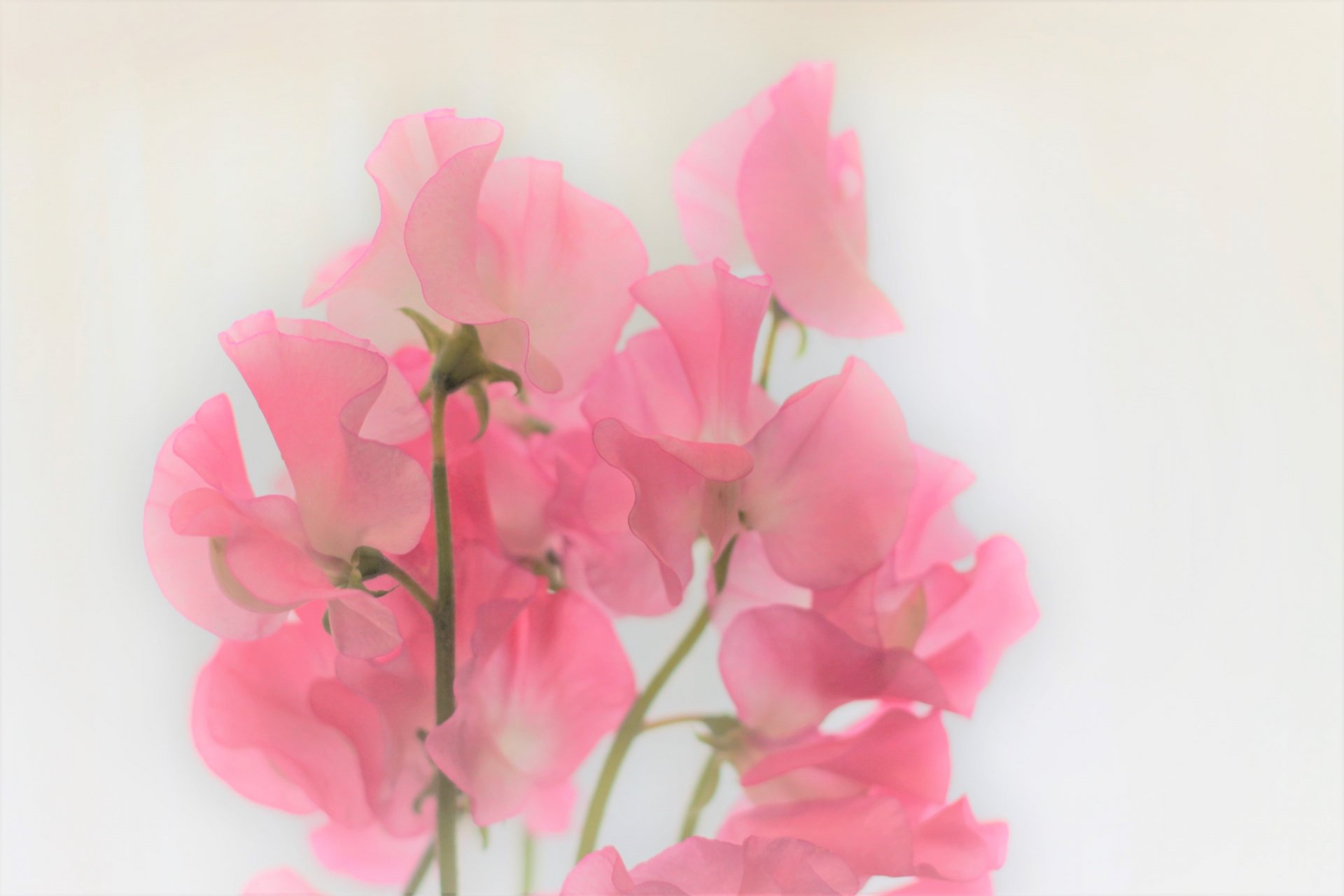 トコハナロジー En Twitter スイートピー ほのかに香る春の花 蝶のひらひらした羽のような花姿 花言葉 門出 ほのかな喜び 優しい思い出 別離 繊細 T Co Tixeecpknb Twitter