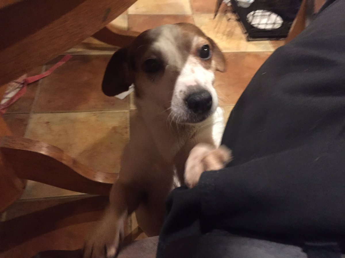 reservoircats9's tweet photo. #jackrussell https://t.co/9Br1JQAOm6
