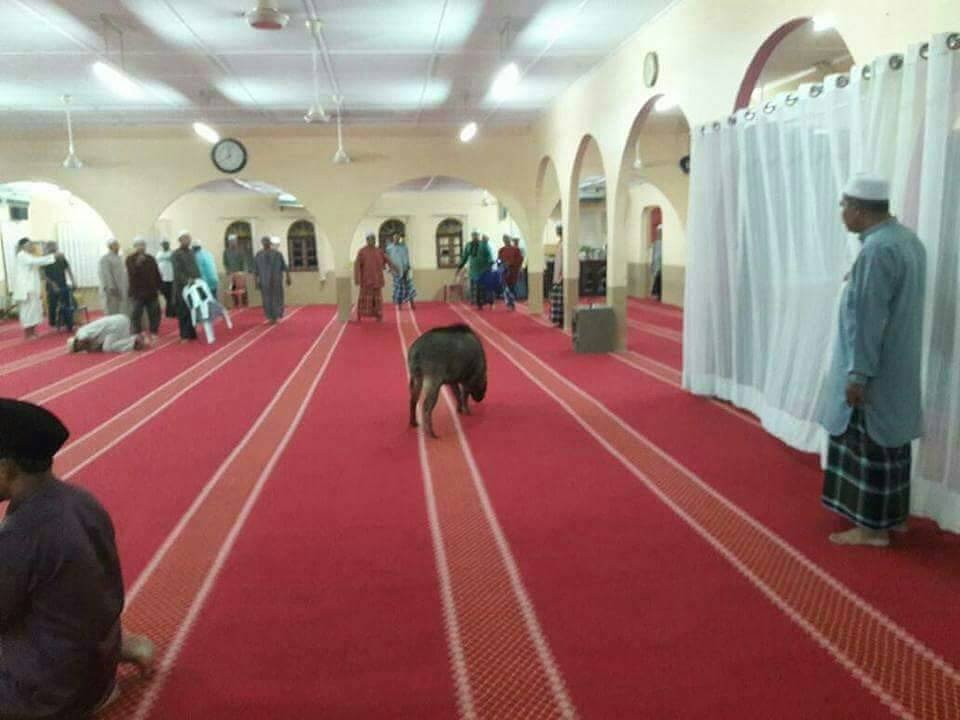 _AmranFans's tweet photo. Kalau tak silap Amran 5 tahun lepas ada kes anjing masuk masjid. Tahun ni pulak babi masuk masjid.

Peringatan sebenarnya tu.. Kalau 5 6 tahun sekali baru nak jejak kaki dekat masjid, sama lah taraf korang dengan dua ekor tu. Emm https://t.co/PFmIYSeEEb