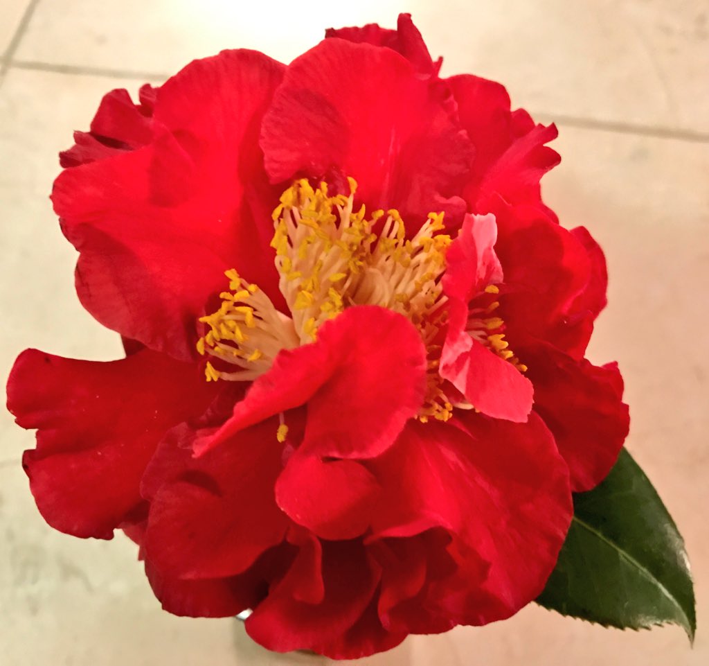 camelliassouth's tweet photo. Camellia Colquitt GA #camellia #camelliajaponica @camelliassouth #colquittga #americancamelliasociety #gardening #flowers #FlowerShow https://t.co/ePzDJ91rrg