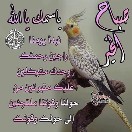 Alialnashaar44's tweet photo. https://t.co/VdgVYrQ9AH