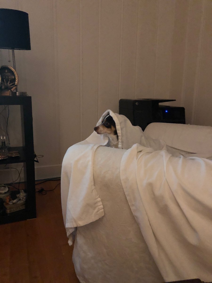 magicwithdogs's tweet photo. Rocky AKA the mouth! Watchful but 'holding it together' - 3 common dog/human misunderstandings on fear &amp; what to do when storm clouds gather https://t.co/kOBLkgLQRj https://t.co/CgrP7N2nVw