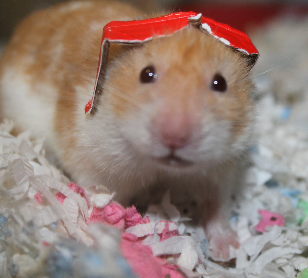 Quite a few months back I submitted a video of Blue, one of my past hams, to America's Funniest Home Videos. Today I was told it will be airing on an AFV episode on March 11! Little Blue will be on TV, how exciting!  🙂🐹🌈