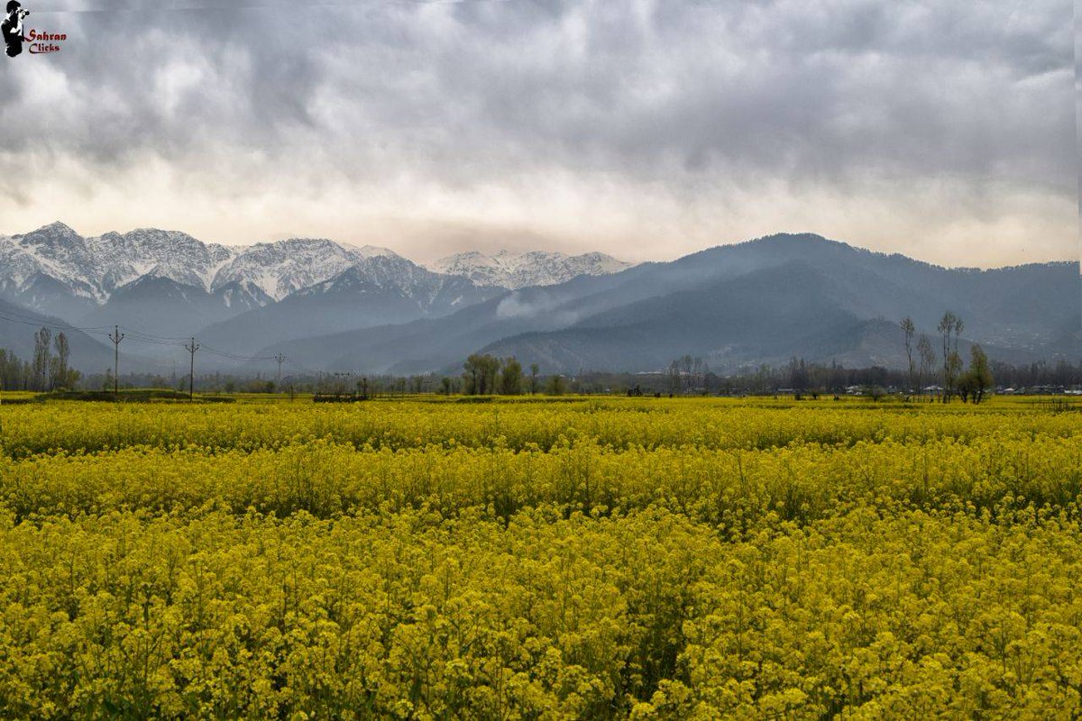 JandKTourism's tweet image. #ShadesOfSpring 

This time of the year, thousands of fruits and flowers burst into bloom in the valley, exuding and alluring fragrance.
Not to forget the climate this time of the year, which is as pleasant as can be!

Photo/Sahran Malik

#JKTourism #Jammu #Kashmir #Ladakh