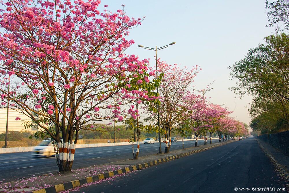 Image result for vikhroli ghatkopar highway flowering trees