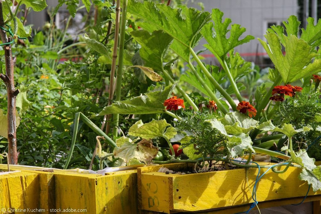BMLEH_Bund's tweet photo. #Lebensmittel kommen ausschließlich vom Land? Von wegen! Unterschiedliche Modelle von Urban Gardening bis zur essbaren Stadt zeigen wie die Lebensmittelproduktion auch in der Stadt funktionieren kann. ⇨ https://t.co/nzky3Hg9kN https://t.co/PDKGCDDRGd