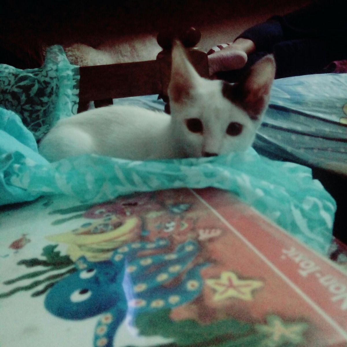 SadiaAkterJui's tweet photo. Oh my kitty!!!!!where are you? why did you go!!??? 😭😭😭😭😭😭😭😭😭😭😭 https://t.co/a1ZTR1JZAY