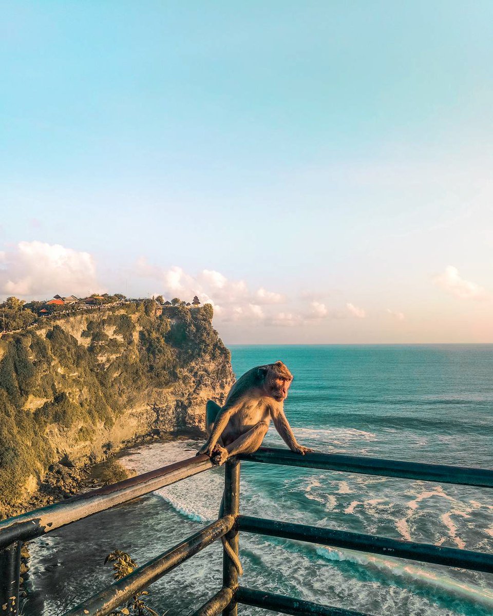 aboutbali's tweet photo. Life of a monkey in Bali 🐒

📸 : I Wayan Adi Sumerta 

#bali, #uluwatu, #uluwatutemple, #aboutbali, #beautifulbali https://t.co/3iKzWP8RCq