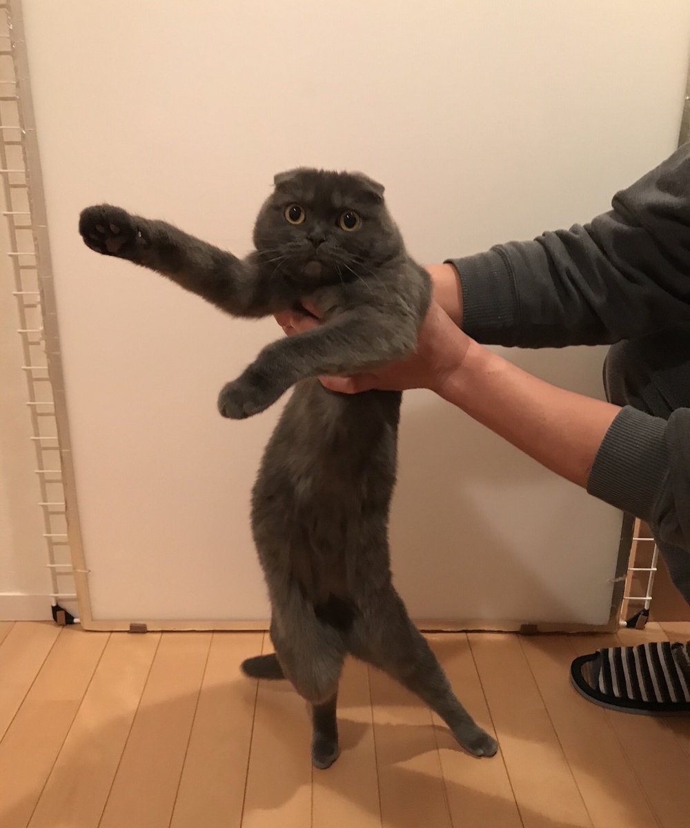 piuupino's tweet image. 踊ってるようにしか見えないꉂꉂ😂
足🐾がꉂꉂ笑(˃᷄ꇴ˂᷅ ૂ๑)
₍₍ ◝( ˙ ꒳ ˙ )◟ ⁾⁾₍₍ ◝( ˙ ꒳ ˙ )◟ ⁾⁾ 
#全日本猫伸ばし協会
#スコティッシュフォールド