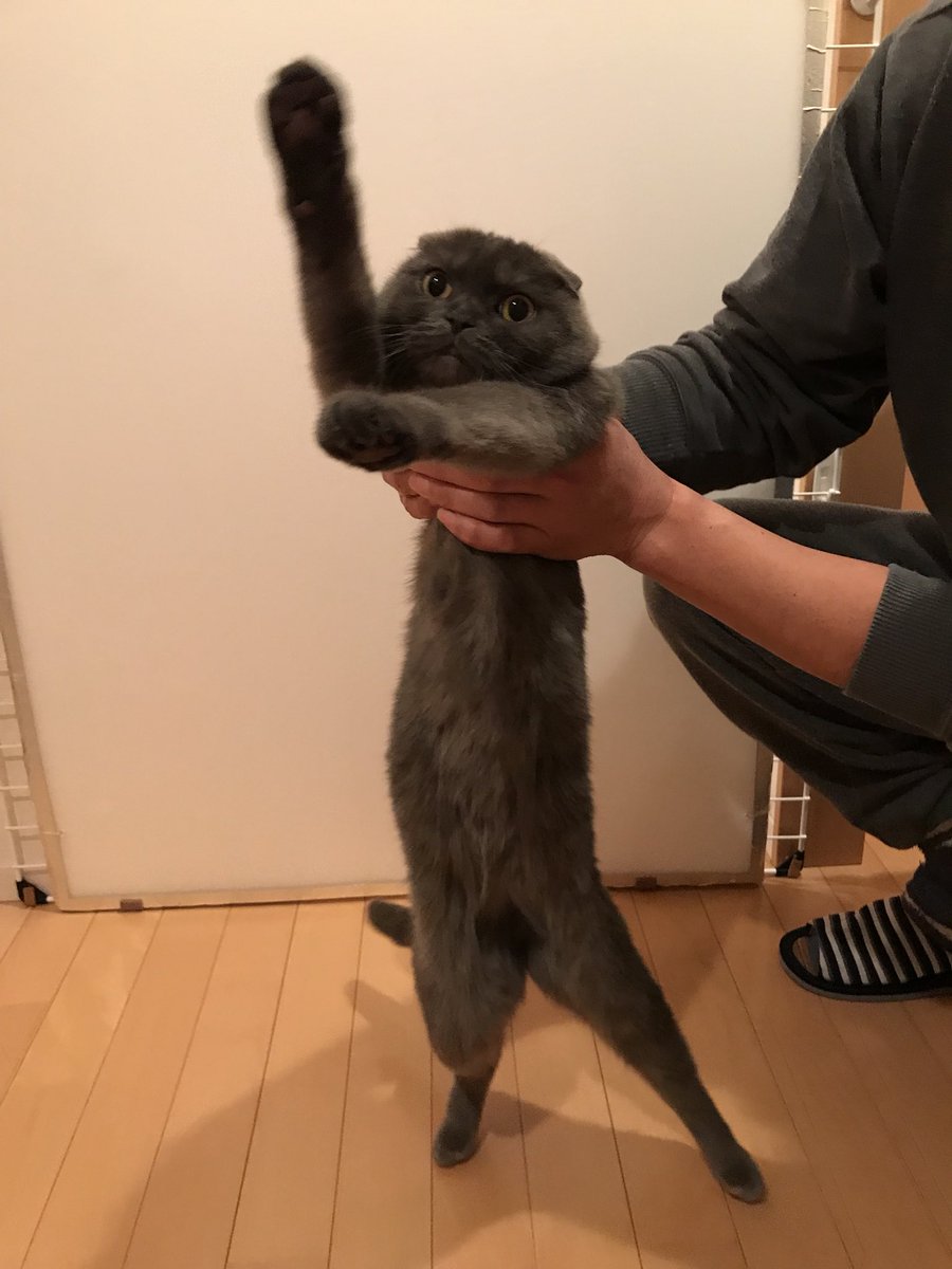 piuupino's tweet image. 踊ってるようにしか見えないꉂꉂ😂
足🐾がꉂꉂ笑(˃᷄ꇴ˂᷅ ૂ๑)
₍₍ ◝( ˙ ꒳ ˙ )◟ ⁾⁾₍₍ ◝( ˙ ꒳ ˙ )◟ ⁾⁾ 
#全日本猫伸ばし協会
#スコティッシュフォールド