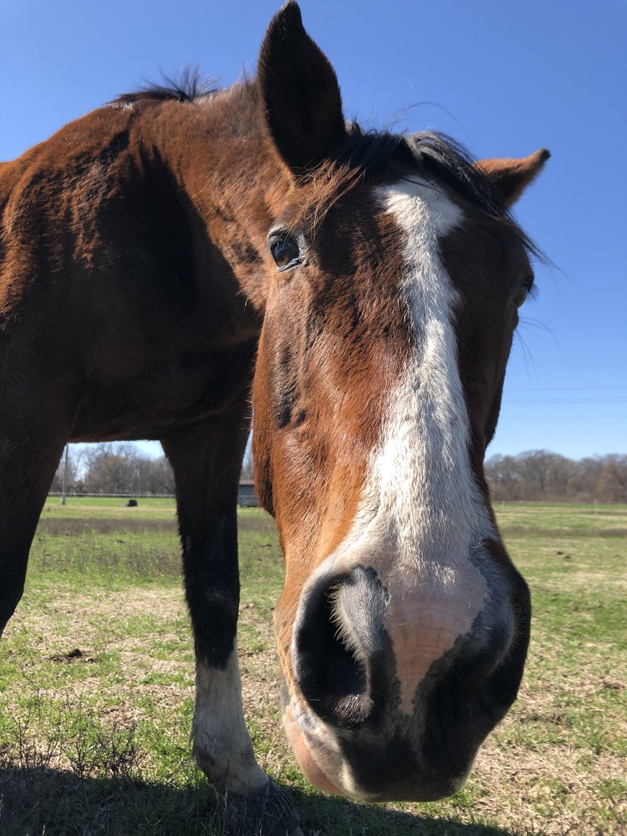 SalmonGrace's tweet photo. Floyd: *breathes* 

Me: how did I ever get blessed enough to be in the presence of this incredible creature, he is perfect and an angel on earth. https://t.co/I7SkFWj1S5