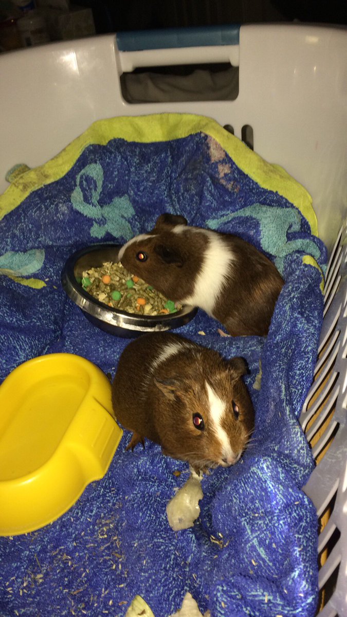 SwiftyChristine's tweet photo. #Guineapigs #love #animals #furbabies #pets #cuteanimals #cuteness @AnimalPlanet https://t.co/ROQwvnt3N8