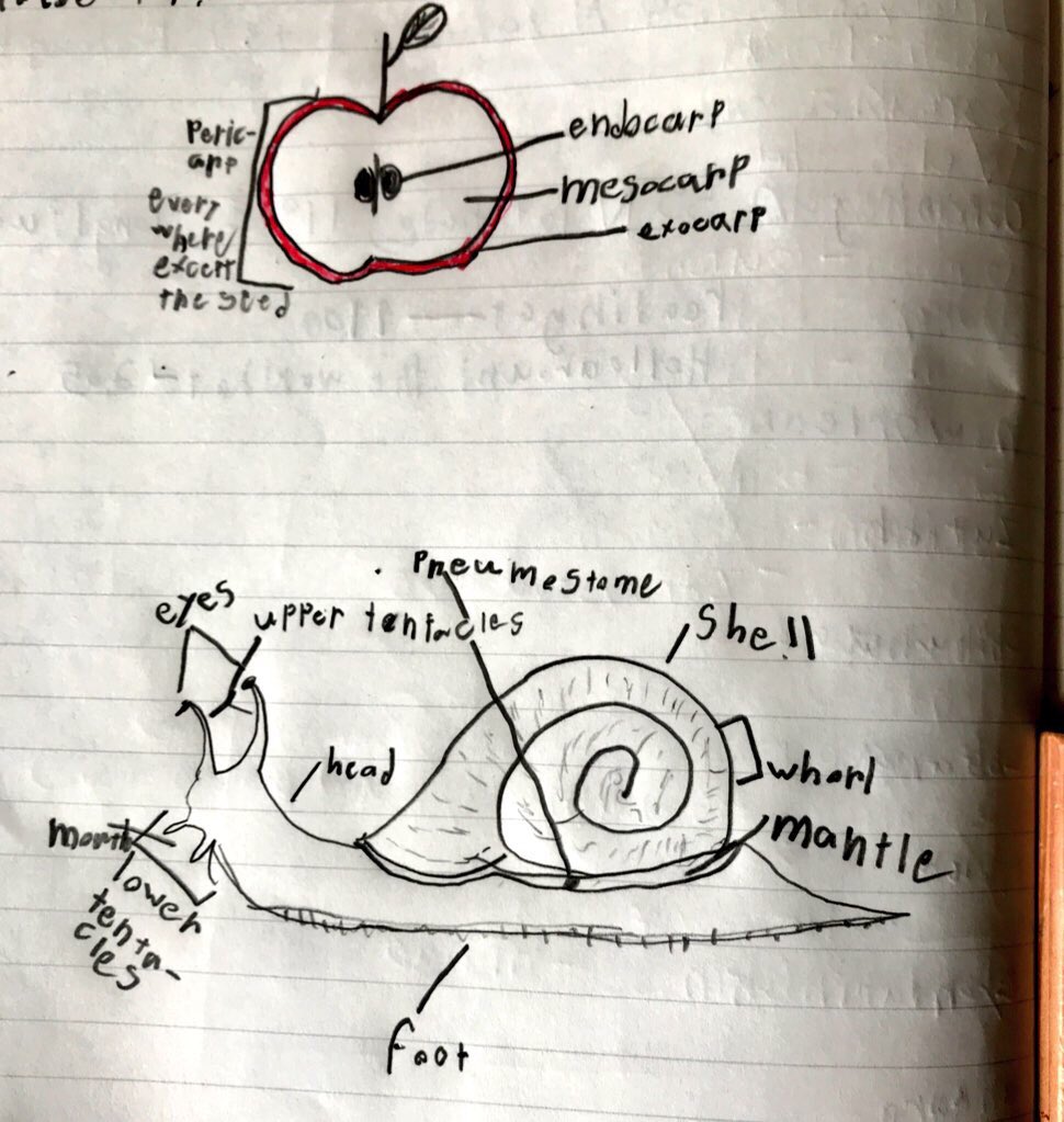 MSTokyoOak's tweet photo. Let's name the parts! #MSTelementary #MSTfocus https://t.co/VWaAHYJeZX