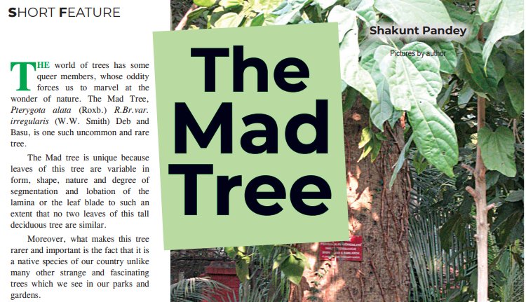 CSIR_NIScPR's tweet image. #ScienceReporter March 2018 issue short feature on &quot;The #MadTree&quot;
Locally known as ‘Pagla Gaach’, Mad tree is unique because leaves of this tree are variable in form, shape, nature and degree of segmentation.