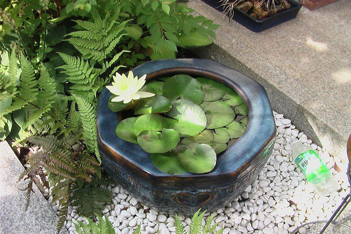 The boom time of hibachi came when round ceramic ones started to be mass produced in the 19th century. Millions of these were made and they are still extremely common all over the country, but these days for garden ornaments or for keeping medaka fish (to keep mosquitoes at bay).