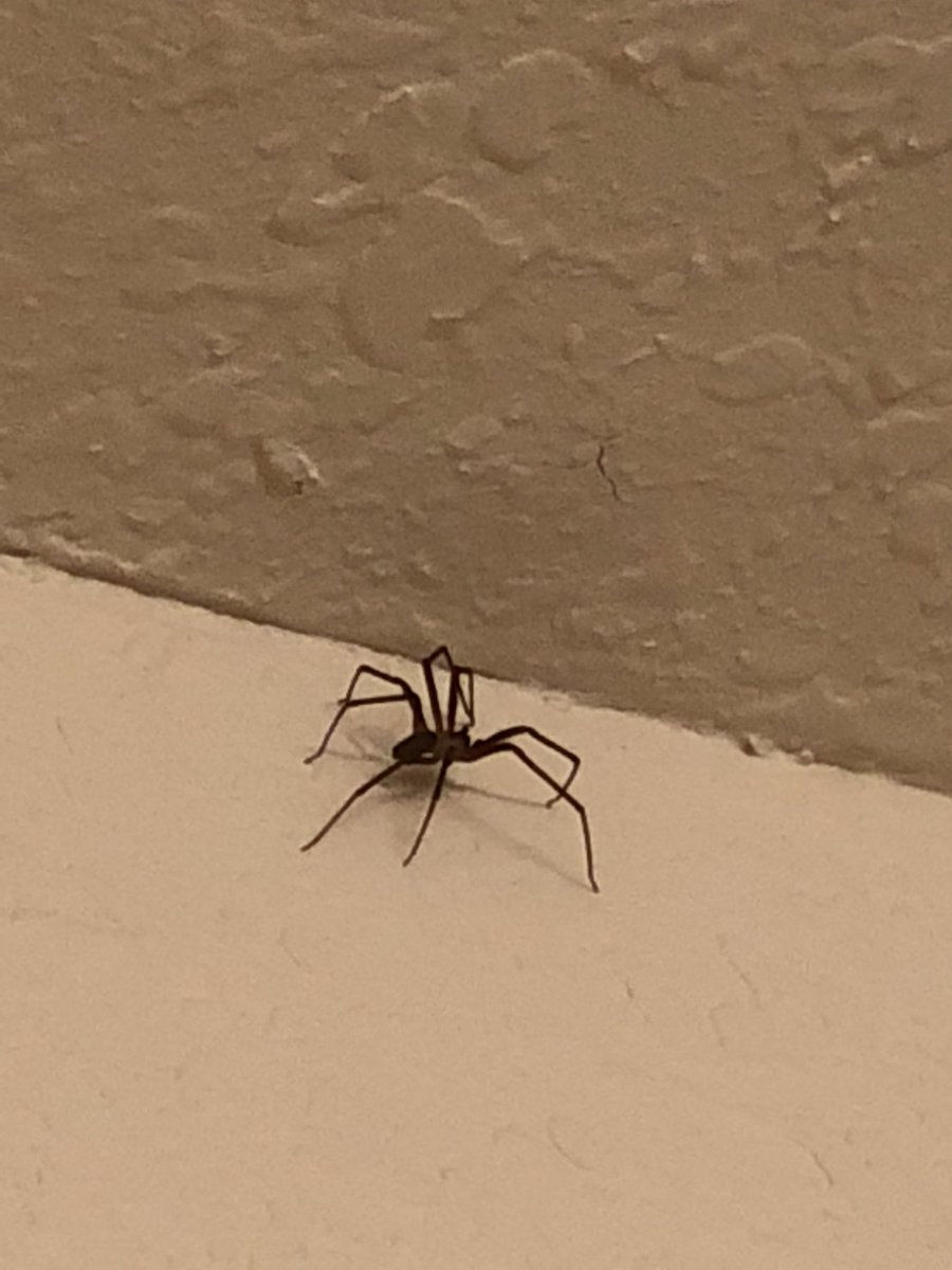 MandaKyMo's tweet photo. This guy has been guarding the bathroom all day sooo....I have to move now. #spider https://t.co/Ure9tFhVII