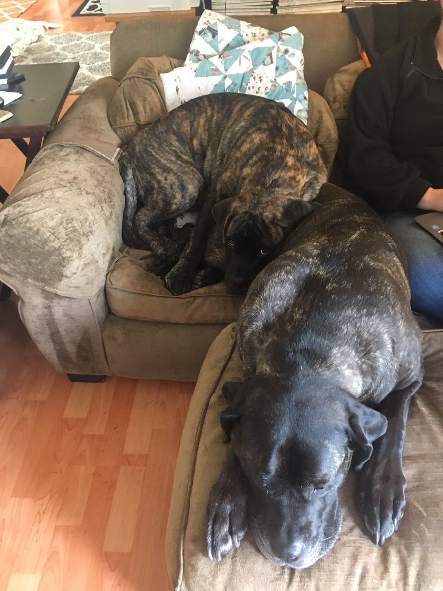 Isobel Carr On Twitter Mastiffs The Two Black Brindles Are