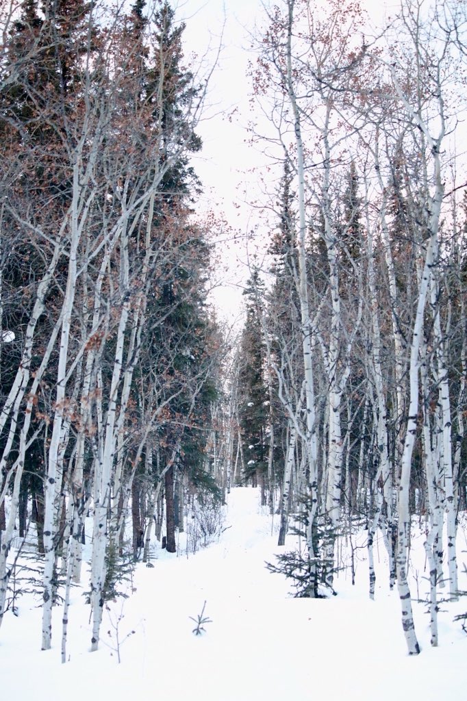 klondikesue's tweet photo. A lovely evening in Whitehorse and a walk along the Yukon River #ExploreYukon #ExploreCanada #Whitehorse #Yukon #ssklondike #goldenhorn #milleniumtrail #walkingtrail #daysaregettinglonger #landofthemidnightsun #yukonriver https://t.co/yfxYoSH20G